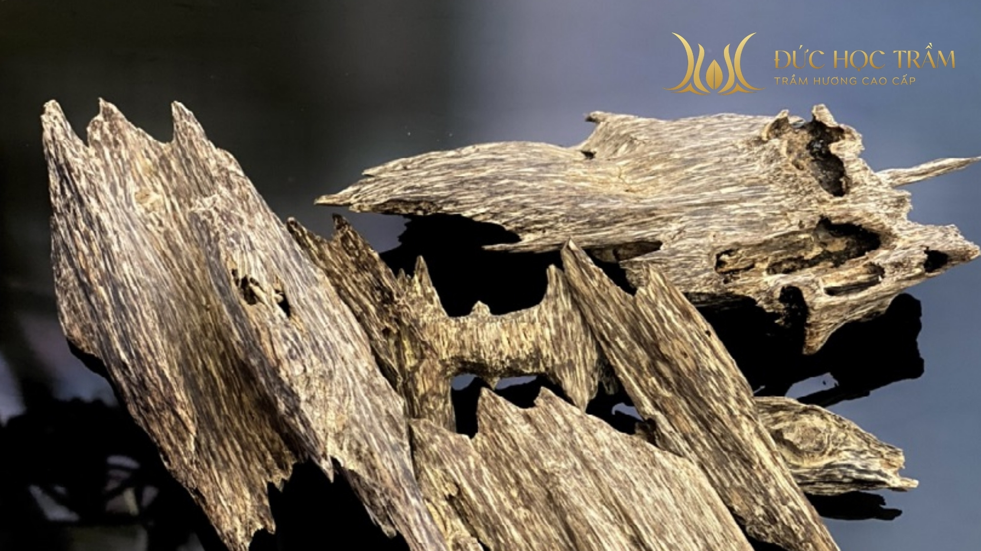  Lớp trầm tự nhiên tích tụ qua thời gian trong thân cây dó bầu