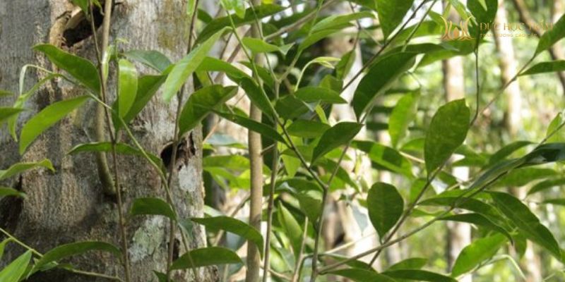 Trầm Gia Lai đậm, khô và mạnh, mang cá tính rõ nhưng khá kén người dùng