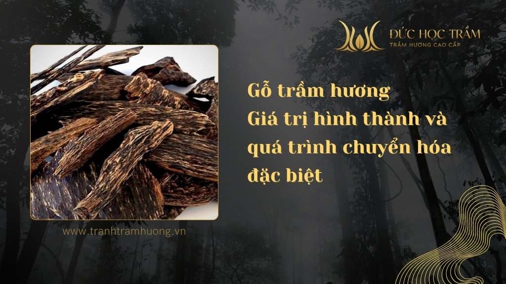 Gỗ trầm hương – Giá trị hình thành và quá trình chuyển hóa đặc biệt