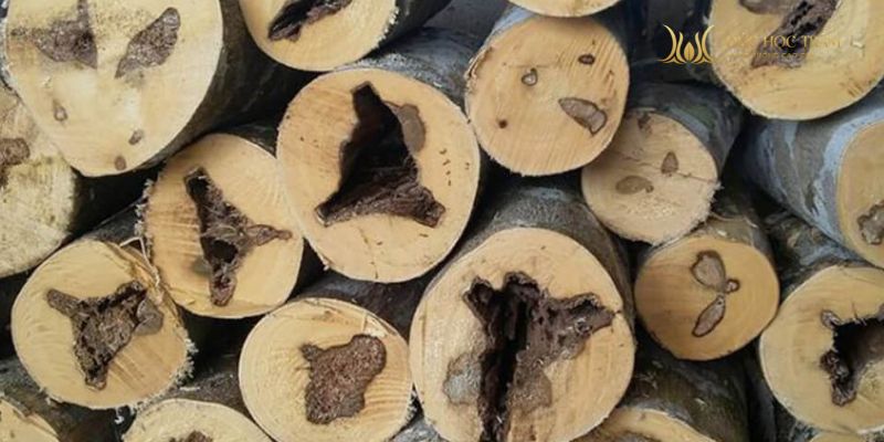 Vân trầm tự nhiên không đều, có chiều sâu và phân bố dầu ngẫu nhiên