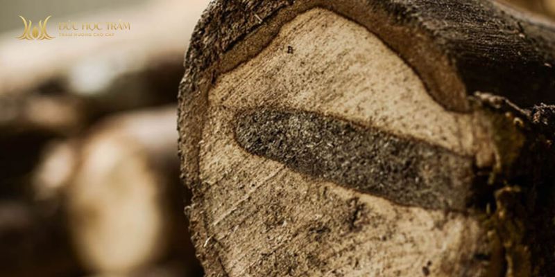 Vân gỗ thể hiện trực tiếp quá trình hình thành và tích tụ tinh dầu của trầm