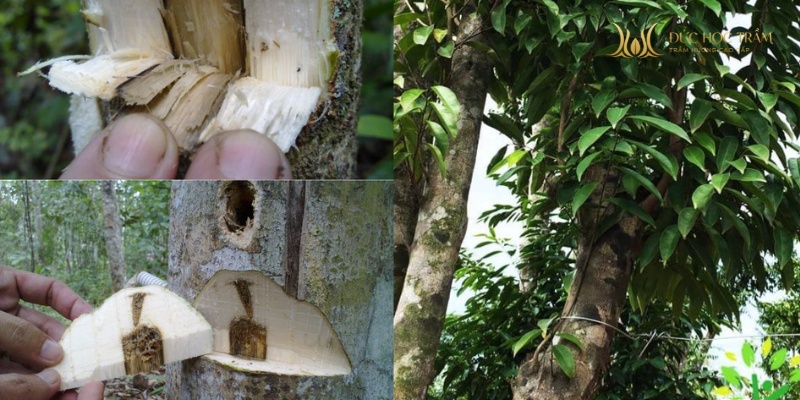 Tinh dầu tích lũy chậm, gỗ trở nên đậm đặc, nặng và sẫm màu theo thời gian