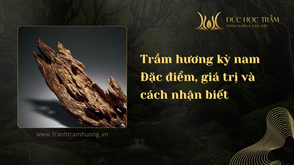 Trầm hương kỳ nam là gì? Đặc điểm, giá trị và cách nhận biết