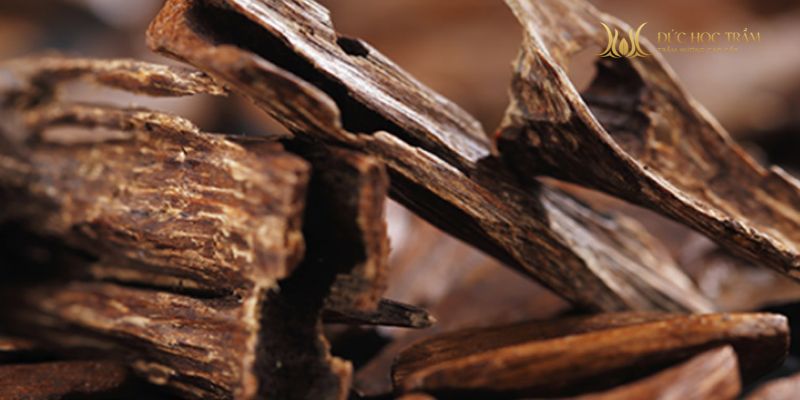 Trầm hương là phần gỗ tích tụ nhựa lâu năm và mùi hương khác nhau do nhiều yếu tố