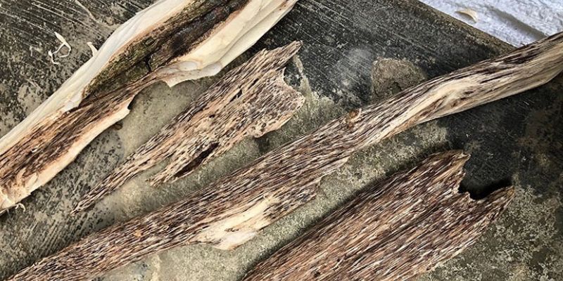 Trầm hương tốc kiến là loại trầm hình thành khi cây Dó Bầu bị kiến xâm nhập 