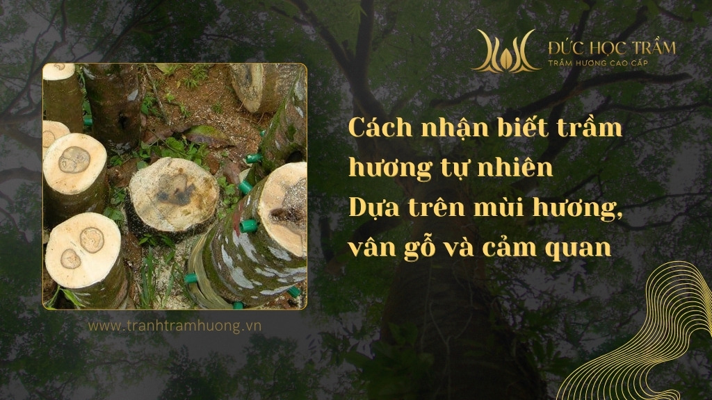 Cách nhận biết trầm hương tự nhiên – Dựa trên mùi hương, vân gỗ và cảm quan
