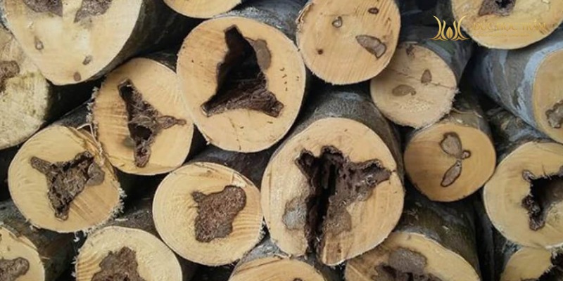 Trầm vân dọc là dạng trầm có đường vân dầu chạy thẳng theo thớ gỗ