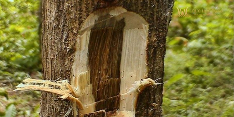 Nhu cầu tăng cao do thị trường có nhiều trầm giả và sự chênh lệch giá trị lớn