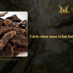 Cách chọn mua trầm hương chất lượng - 4 tiêu chí quan trọng cần biết 