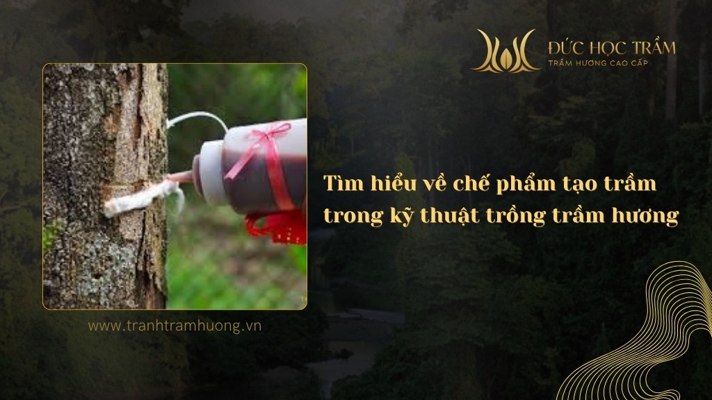 Tìm hiểu về chế phẩm tạo trầm trong kỹ thuật trồng trầm hương 