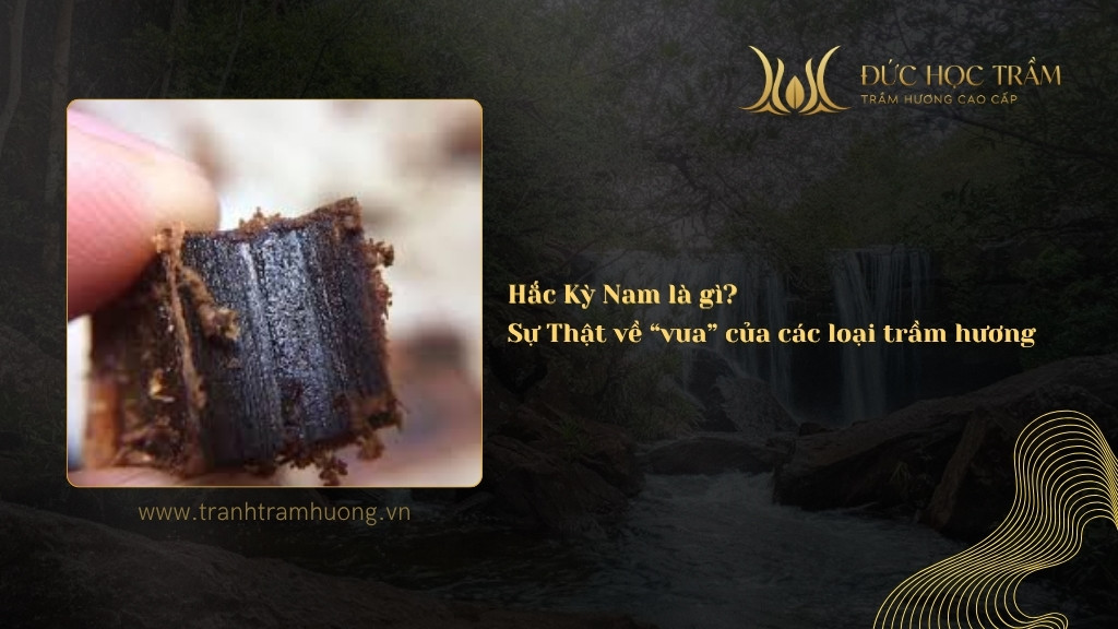 Hắc Kỳ Nam là gì? Sự Thật về “vua” của các loại trầm hương