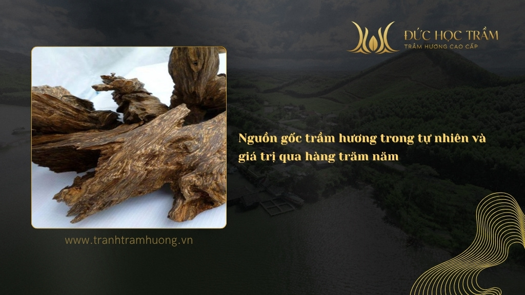 Nguồn gốc trầm hương trong tự nhiên và giá trị qua hàng trăm năm 
