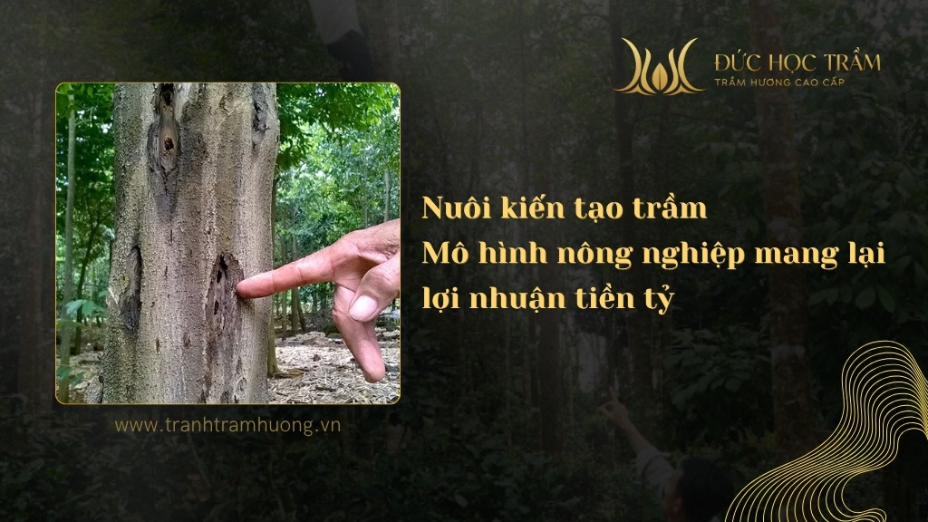 Nuôi kiến tạo trầm - Mô hình nông nghiệp mang lại lợi nhuận tiền tỷ