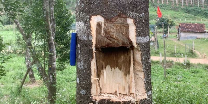 Cây tạo nhựa trầm để bảo vệ vùng bị tổn thương