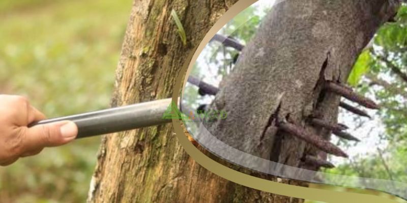 Ứng dụng vi sinh giúp tạo trầm tự nhiên và ổn định