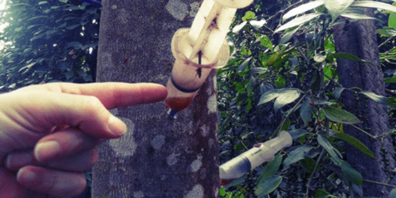 Quy trình gồm chọn cây, khoan cấy và chăm sóc định kỳ