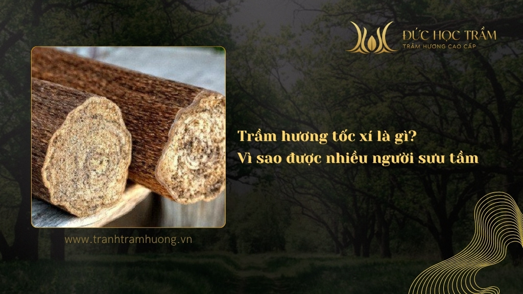 Trầm hương tốc xí là gì? Vì sao được nhiều người sưu tầm