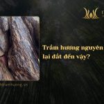Trầm hương nguyên khối vì sao lại đắt đến vậy?